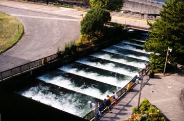 Bonneville Dam's fish ladder.  Three quarters of Idaho's adult Sockeye survive their upstream migration through the Lower Columbia's four dams and four reservoirs, whereas, the 2008 FCRPS BiOp assumed 91% would survive this same reach.